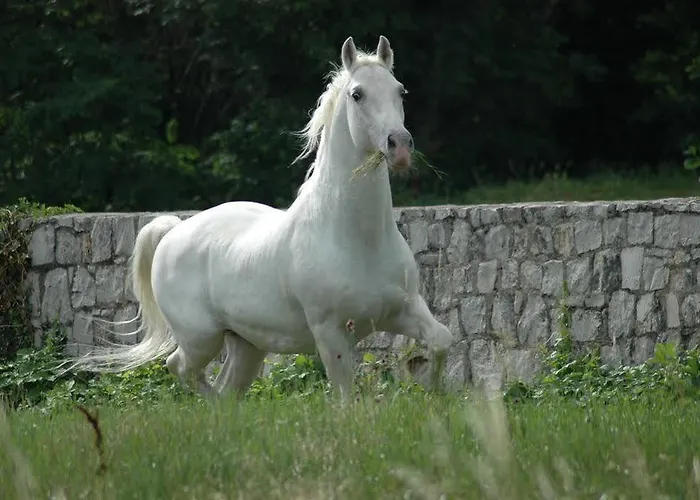 מלון Safir Casino Sežana